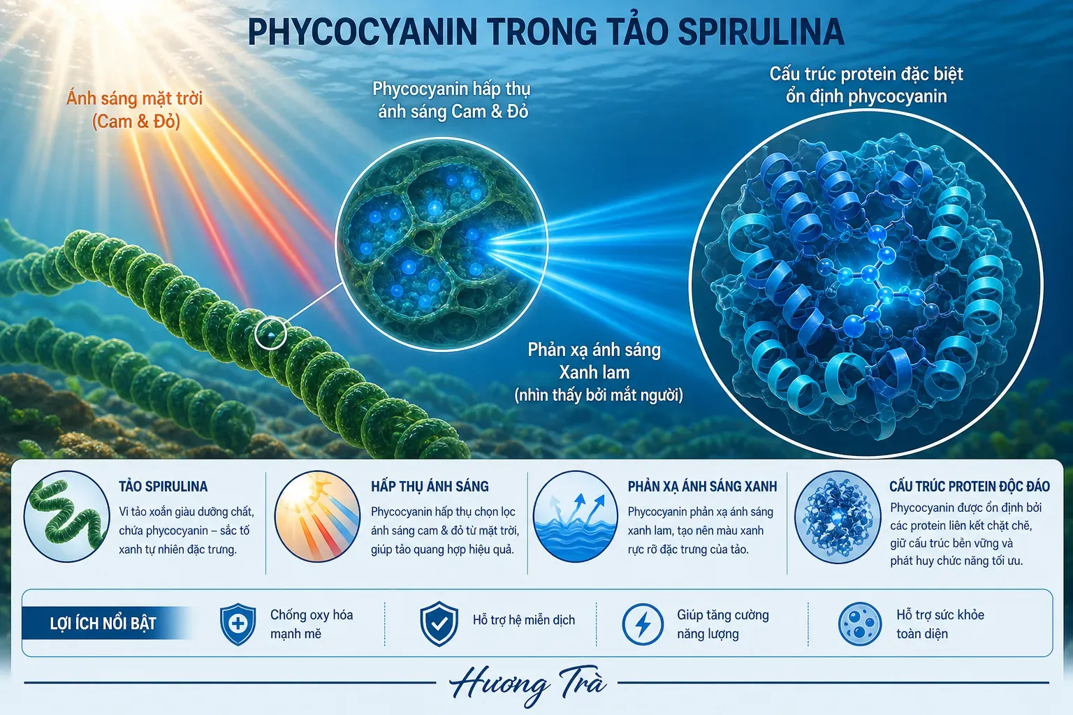 Phycocyanin là gì mà làm tảo xoắn có màu xanh lam đặc biệt? 8 Tại sao phycocyanin lại tạo nên màu xanh lam đặc biệt?