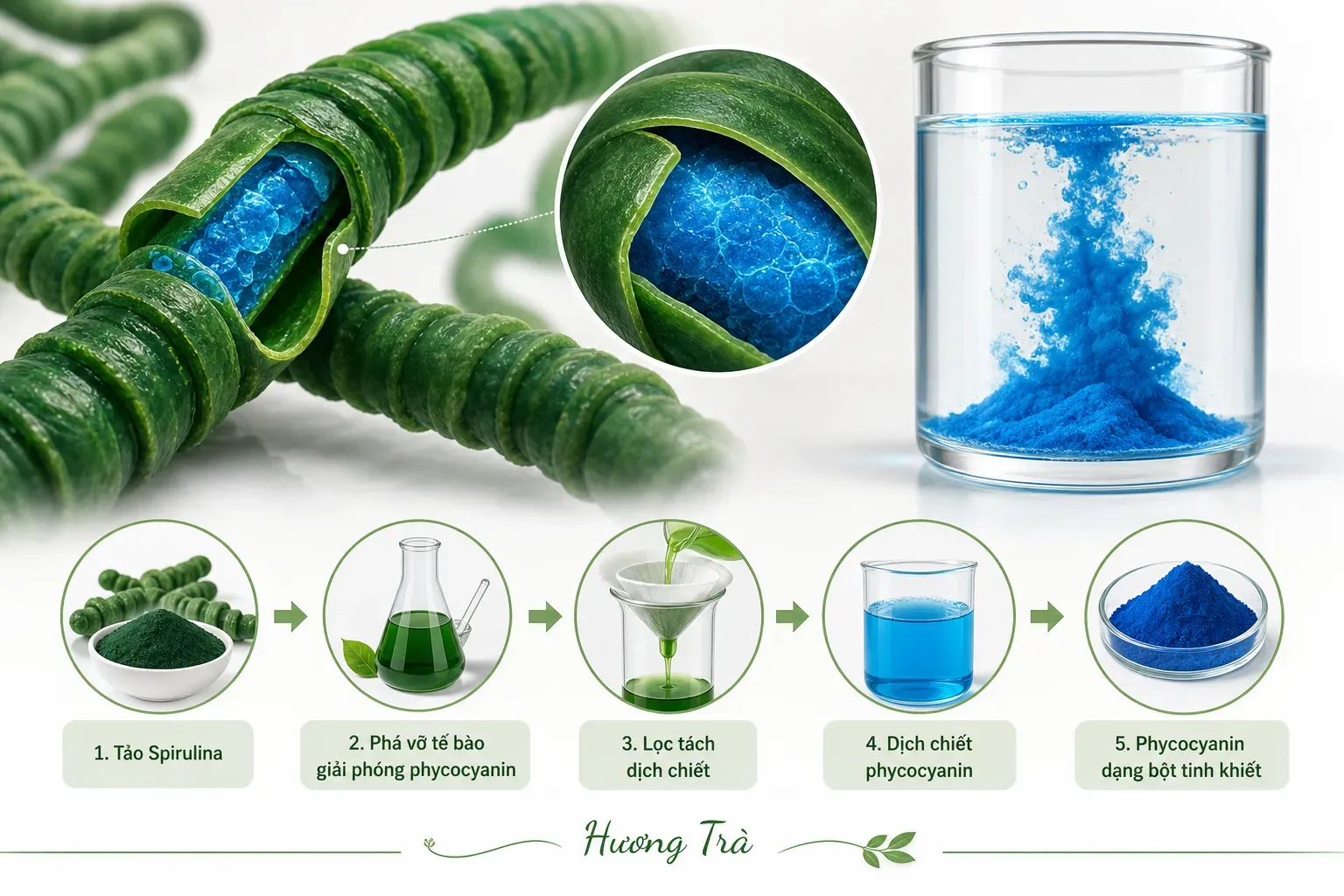 Phycocyanin: Bí mật nằm sau sắc xanh lam tự nhiên