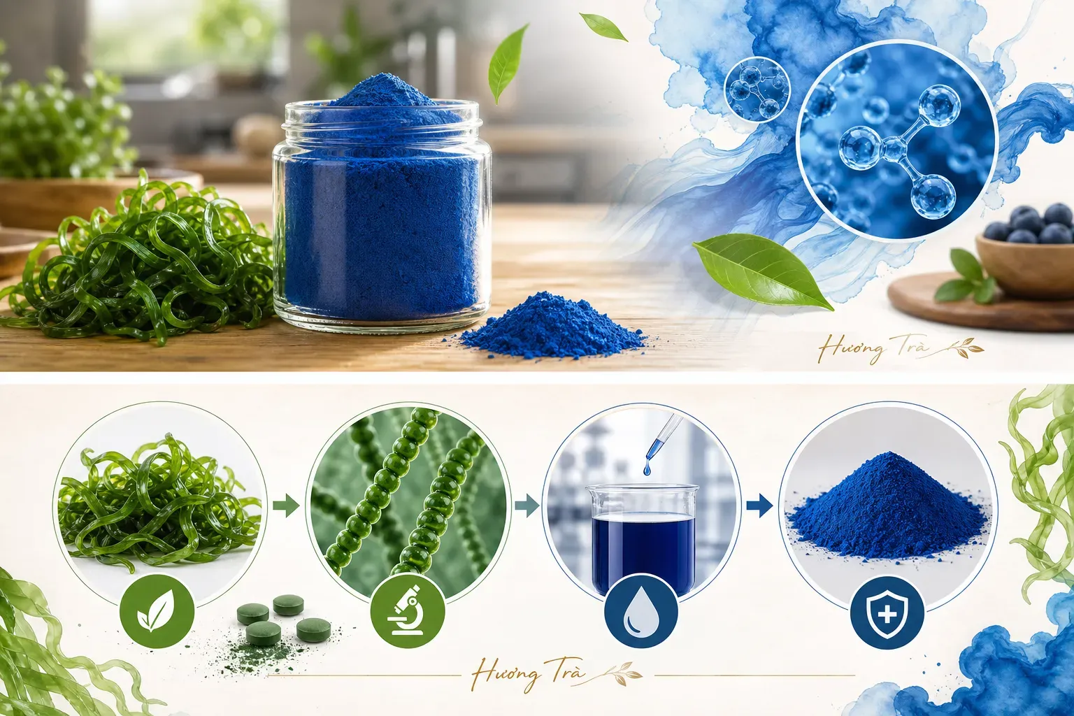 Phycocyanin: Không chỉ là sắc tố, mà là một câu chuyện về màu tự nhiên