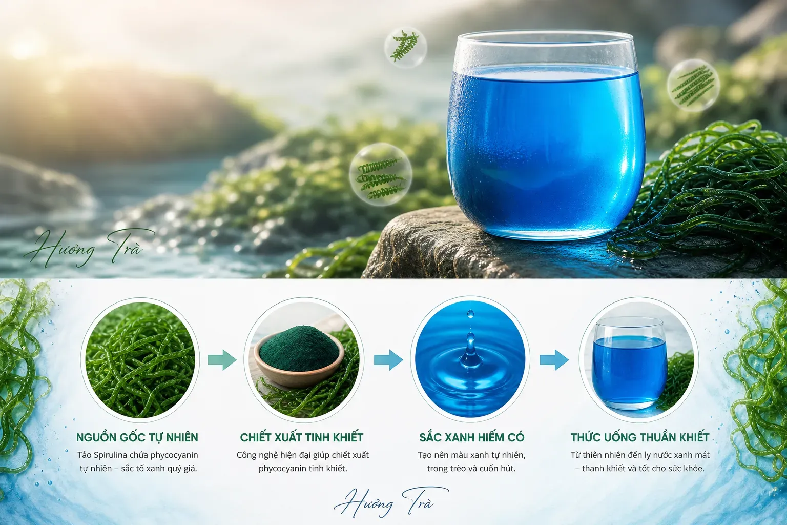 Từ nguyên liệu hàn lâm đến ly nước đời thường: phycocyanin cần đi qua cây cầu nào? 6 Khi màu xanh lam không chỉ nằm trong phòng thí nghiệm